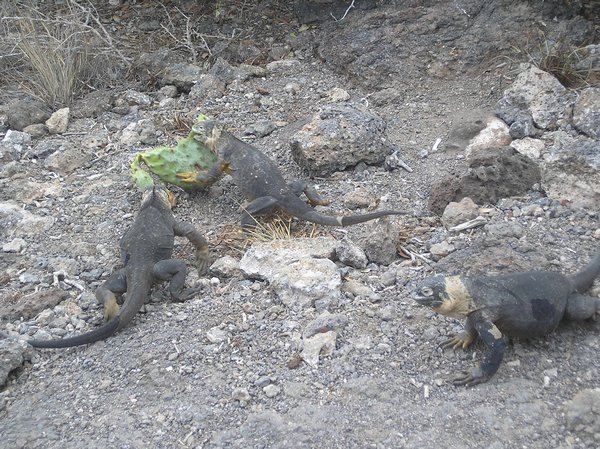 Iguanas fighting for food