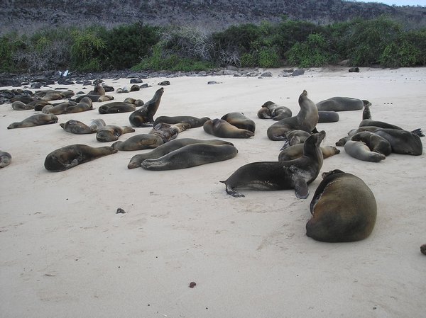 beach of sea lions