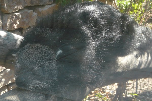 Binturong (Bearcat)