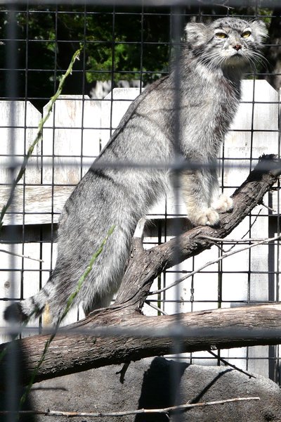 Pallas' Cat / Manul