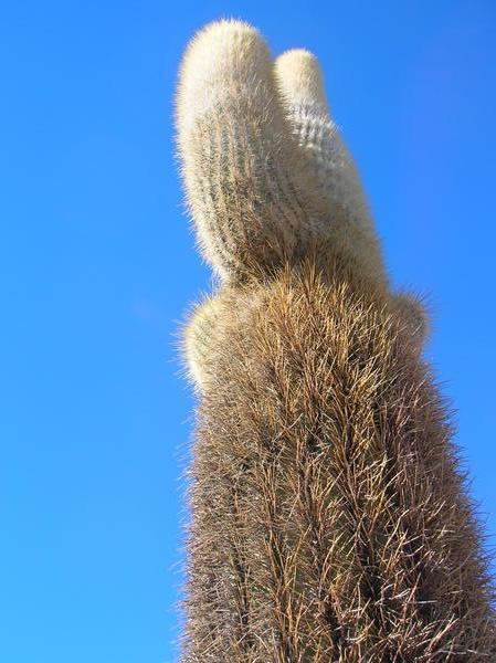 Big 1200 year old cactus