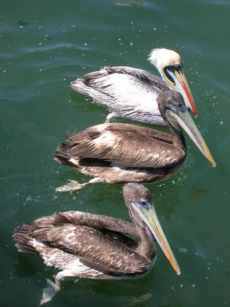 Pelicans at Paracas National Reserve