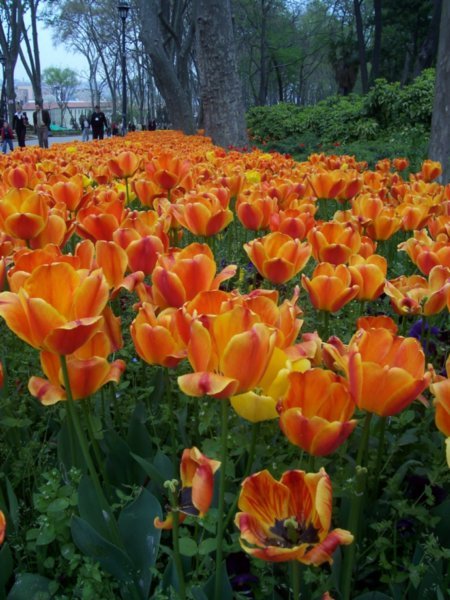 Tulips in the park