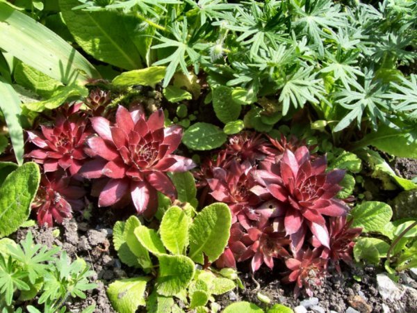 Pink hens and chicks
