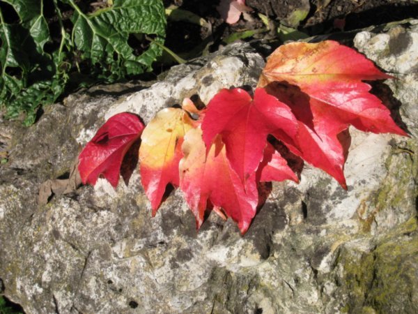 Leaves on rock in Secret Garden