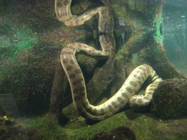 Underwater snake