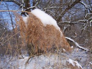 Snow On Marsh Grass