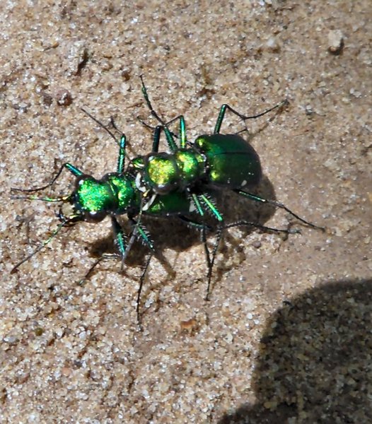Green Tiger Beetles 