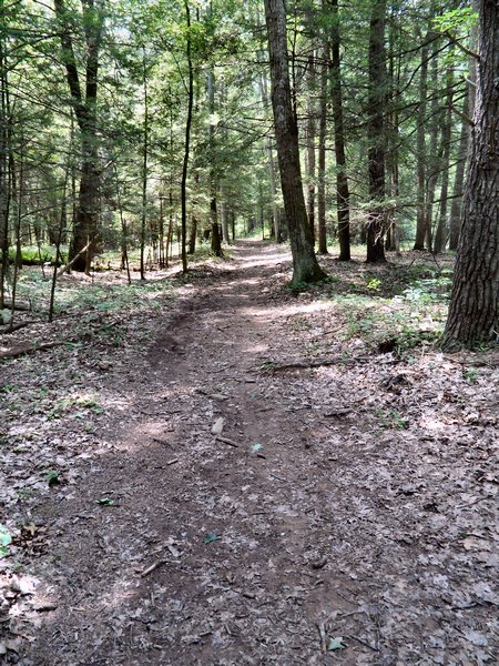 The trail 