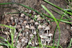 Sternberk mushroom on stump