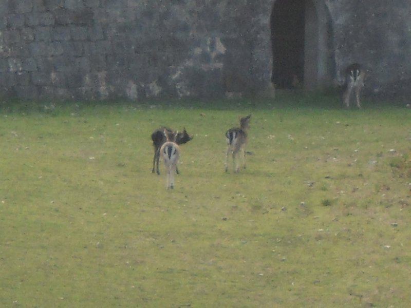 Deer in the Old Moat