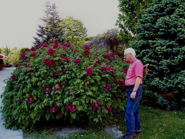 The Largest Peony Bush We Have Ever Seen