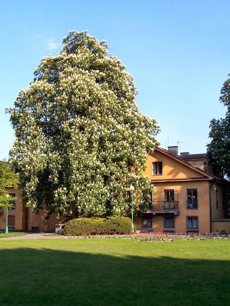 A Huge Tree In Full Bloom