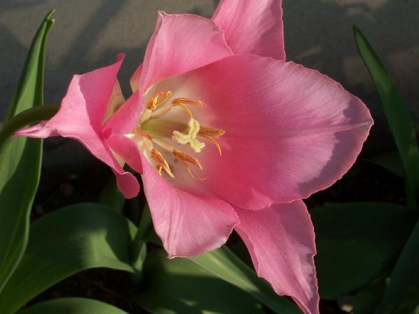 A Beautiful Tulip