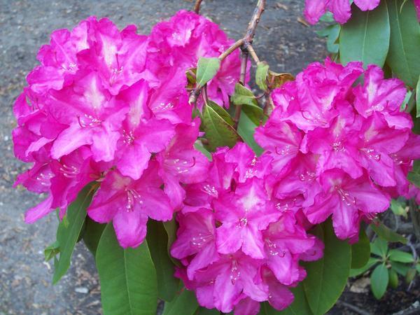 A Rhododendron Close Up