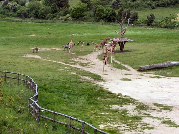  Giraffes and Zebras