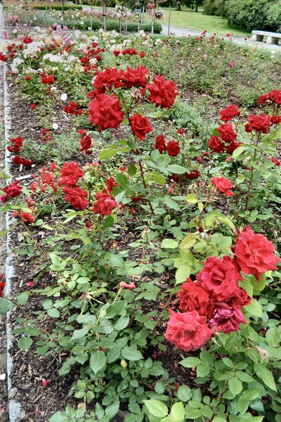 Lidice Rose Garden