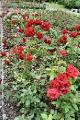 Lidice Rose Garden