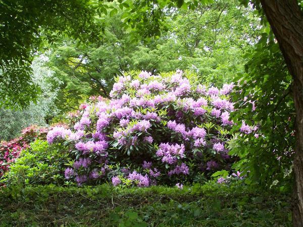 A Beautiful Rhododendron