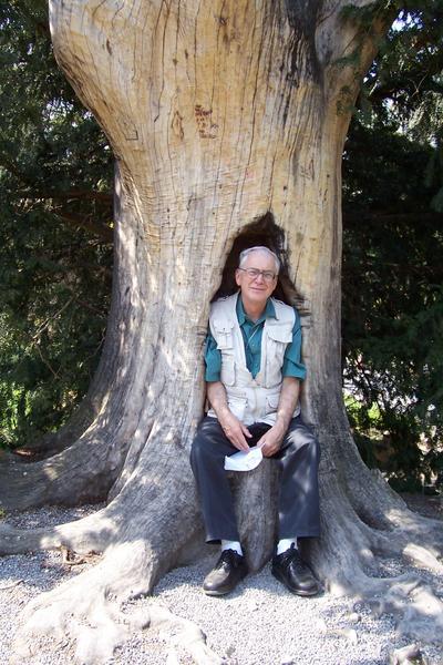 Bill sitting in the hollow of a huge tree