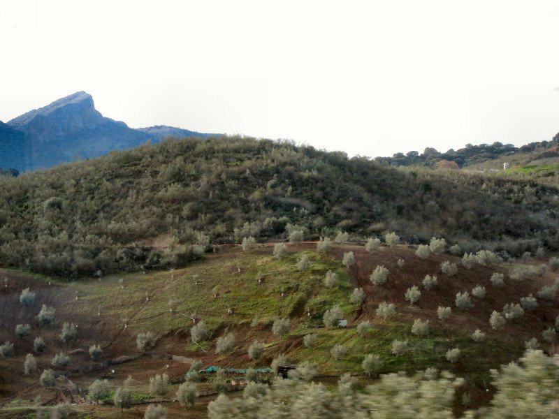 Olive grove and, wow, what a mountain
