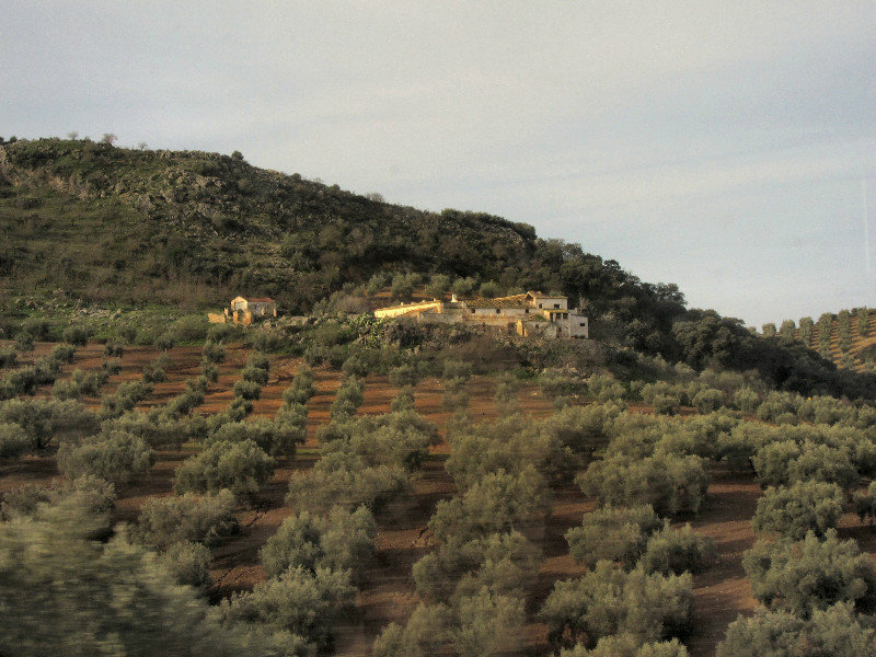 Olives grove with house