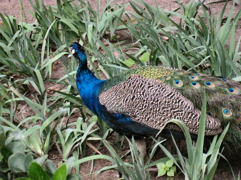 Seville Alcazar peacock 