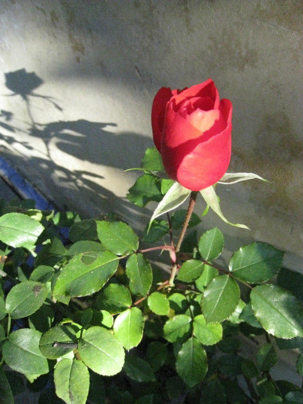 Rose in December