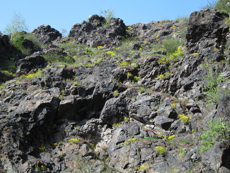 Yellow flowers on rocky hillside