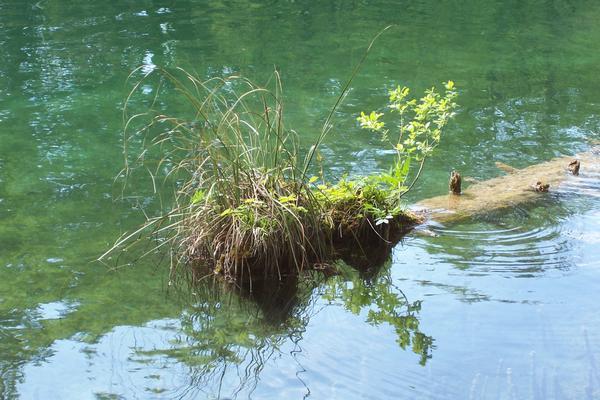 Plants on the end of a sunken log.