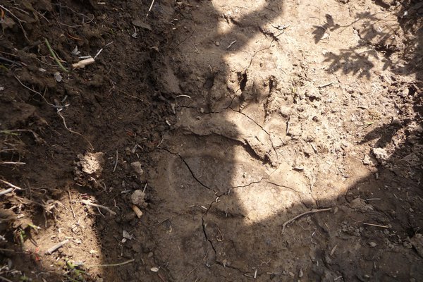 Bears Footprint