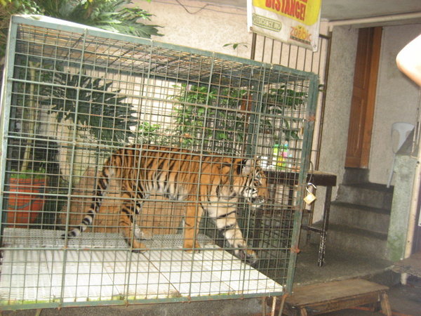 One of the caged tigers
