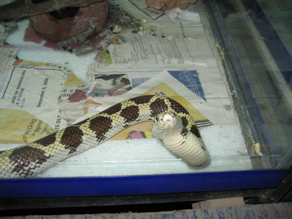 "Cute" snake