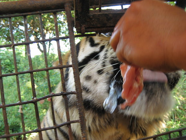That's me feeding the tiger