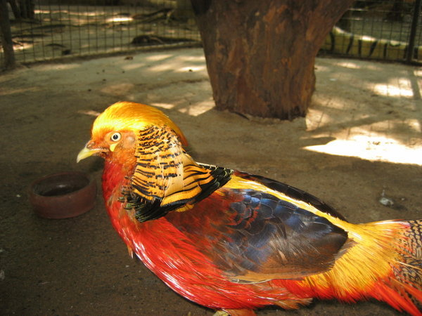 Colourful chicken
