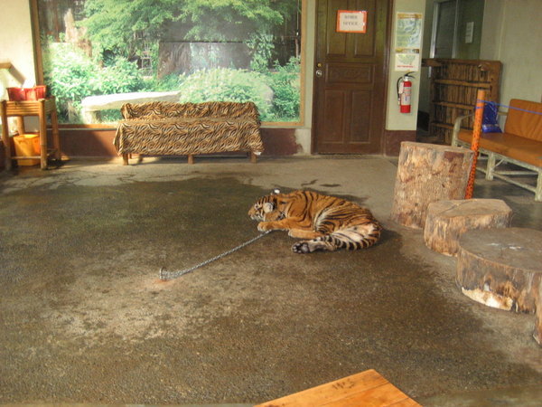 Tiger photo area