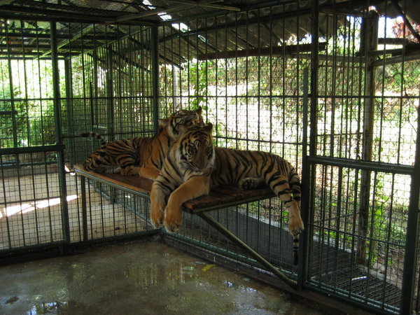 Tigers resting in their pens