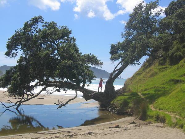 climbing trees in bay of islands