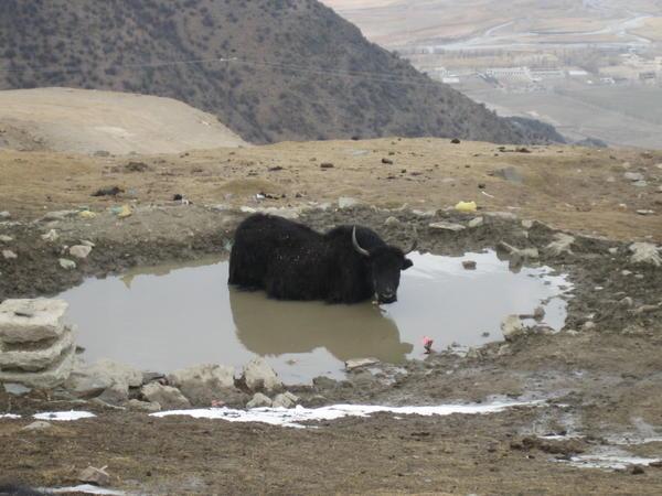 yak in a bath