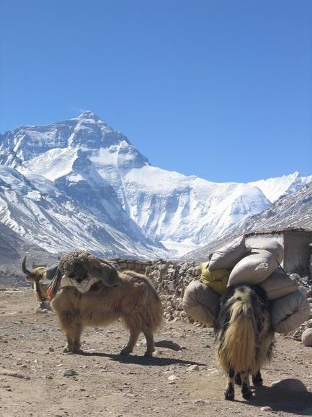 Yaks at Everest
