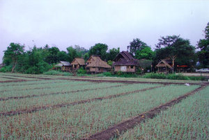 garlic field