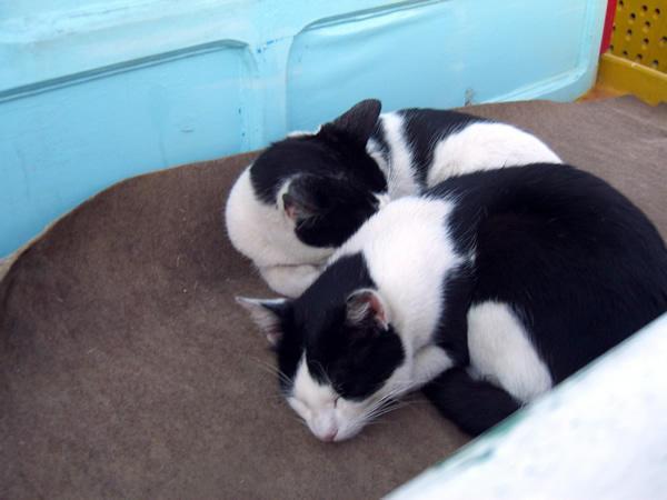 Sleepy cats of Ericeira