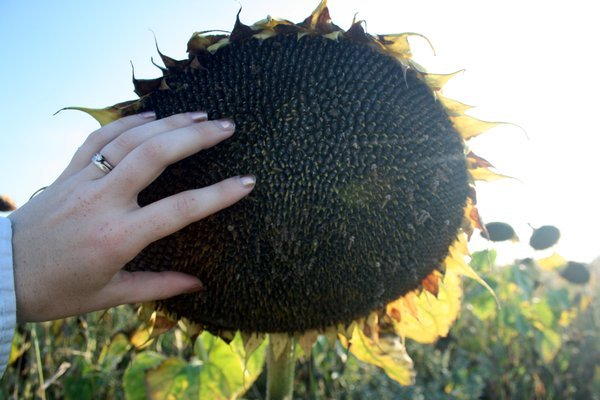 Kristen's hand on a sunflower