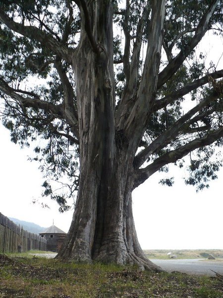8 eucalyptus boom, tree