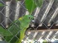 12 papegaai van de buren, parrot from neighbours