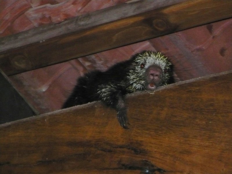 11 Opossum op de veranda - on the porch