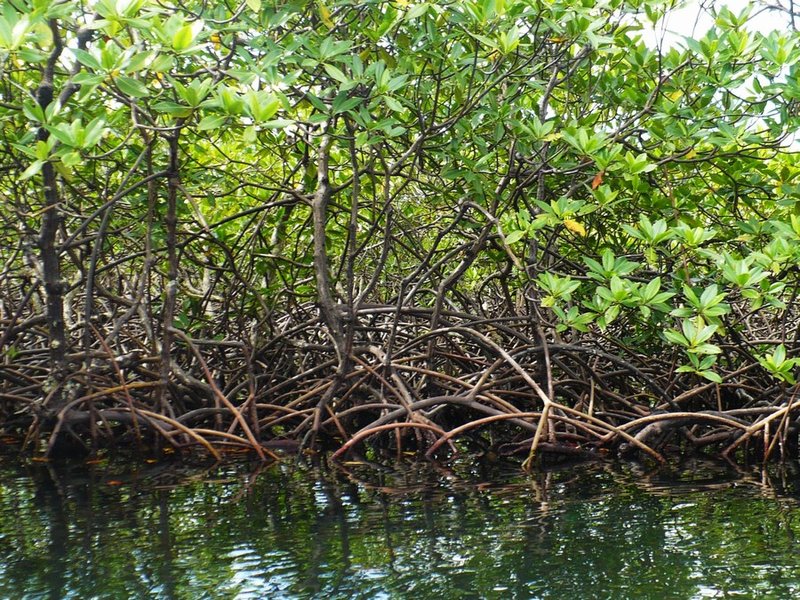 08 mangrove