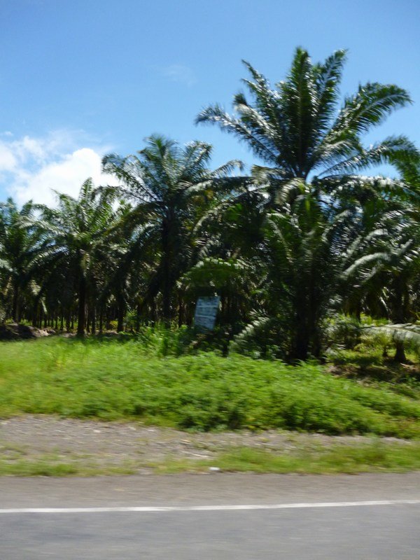 08 palm voor palmolie vlakbij quepos, palms for palm oil near quepos