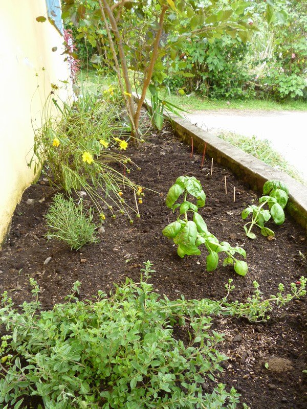 06 And planted herbs, en kruiden geplant