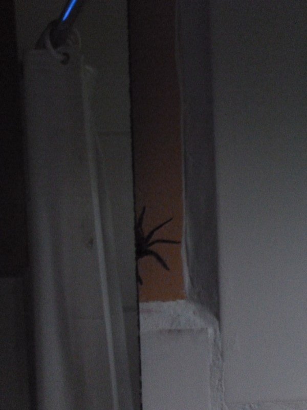 06 Spider behind mirror in bathroom, Spin achter de spiegel in badkamer